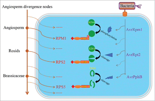 Figure 1. The evolutionary history of 3 functional R genes against Pseudomonas syringae. To evade the activation of plant immune system, bacteria have evolved various effector proteins to modify or disrupt certain important host immune-related proteins. As an early-originating R gene, RPM1 specifically detects the phosphorylation of RIN4, which is caused by the P. syringae effector protein AvrRpm1. P. syringae then evolved another effector (AvrRpt2) to evade the activation of RPM1 by cleaving the RIN4 protein. In response, plants further evolved RPS2 to monitor the cleavage of RIN4 and activate the immune system. On the other hand, P. syringae evolved AvrPphB to target another host protein PBS1 for cleavage, which is subsequently recognized by a later evolved R gene RPS5. Solid circles indicate divergence nodes in angiosperm clade. Solid arrows indicate the origin of R genes (in brown) or bacterial effector proteins (in gray), whereas dashed arrows indicate unknown R genes or effector proteins that developed during its evolutionary history.