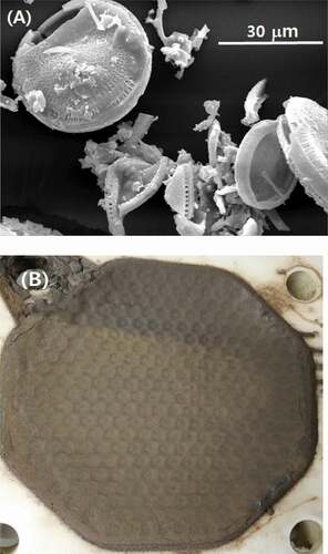 Figure 6. SEM photograph of diatomite used as a filter-aid (A) and photograph of cake of undissolved particles made in a filter press system using filter-aid (B).