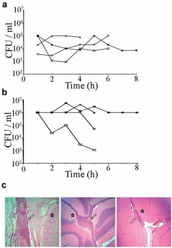 Figure 1. Bacterial loads in (a) blood and (b) CSF after intravenous and intrathecal infection of pigs with S. suis strain 10 and (c) histological changes in central nervous tissues. Bacterial loads were calculated by CFU determination each hour post infection (hpi). Each symbol and line represent one individual animal of four. Histological examinations show typical suppurative meningitis (arrows) in various degrees in the spinal cord (left panel), cerebellum (central panel), and cerebrum (right panel) of inoculated pigs. Star symbol indicates the location of nervous tissue.