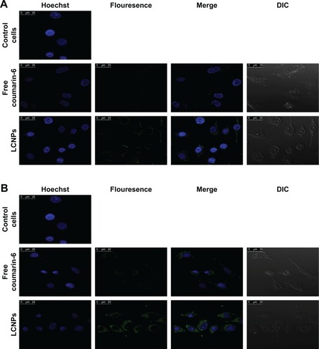 Figure 3 Confocal microscopy images demonstrating cellular uptake of coumarin-6-loaded LCNPs relative to free coumarin-6 and control cells after incubation with A549 lung cancer cell line for (A) 4 hours and (B) 24 hours in which the first channel of nuclei is represented by blue stain of Hoechst, the second channel of free coumarin-6 or coumarin-6-loaded LCNPs is represented by green fluorescence, third channel of merge is represented by overlay between two channels, and finally the fourth channel of DIC is represented by the light microscopic image of A549 cells.Abbreviations: LCNPs, liquid crystalline nanoparticles; DIC, differential interference contrast.