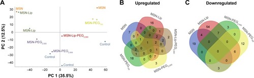 Figure 7 Mass-spectrometry-based label-free quantitative proteomics of hMSCs exposed to surface functionalized MSNs.Notes: The proteome of hMSCs exposed for 24 hours to unfunctionalized and functionalized MSNs (MSN-Lip, MSN-Lip-PEG2,000, MSN-PEG2,000, and MSN-PEG750) was analyzed. (A) Principal-component analysis showing the similarity of protein profiles across samples and abundance in variation between the samples: no separation of MSN-labeled cells or control cells in PC1; however a clear distinction between MSN-, MSN-Lip-, and MSN-PEG750-labeled cells and control cells was visible on PC2. Summary of significantly upregulated (B) and downregulated (C) proteins, which were mostly specific for the differently surface-modified MSNs.Abbreviations: hMSC, human mesenchymal stem cell; Lip, lipid; MSNs, mesoporous silica nanoparticles; PEG, polyethylene glycol.