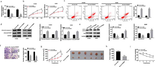 Figure 2. The function of circ-FOXM1 in NSCLC cells and tumor growth in vivo. (a-i) H1581 and A549 cells were transfected with sh-NC or sh-circ-FOXM1. (a) Circ-FOXM1 expression was determined by RT-qPCR. (b) CCK-8 was used to assess cell viability. (c) Flow cytometry was employed to analyze cell apoptosis rate. (d) The protein expression of cleaved-caspase-3 and cleaved PARP was detected by western blot. (e) Western blot assay was performed to detect the levels of LC3-I, LC3-II, and P62. (f) Cell migratory ability was measured by transwell assay. (g and h) Tumor volume and weight were calculated in sh-NC mice and sh-circ-FOXM1 mice. There were six mice in each group. (i) The mice body weight was calculated. Student’s t-test was performed for statistical analysis. *P < 0.05