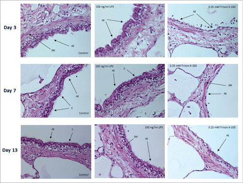 Figure 4. Histology of lung airways in sections of PCLS. Images of airway epithelium from PCLS treated with medium only (control) or 100 ng/mL of LPS for 18 hours. Comparable PCLS were also treated with 0.25 mM Triton X-100 for one hour. Experiments were performed on days 3, 7 and 13 of cultivation. SM = smooth muscle, C = cilia, AE = airway epithelium. Original magnification 400 x.