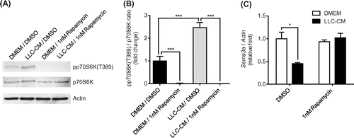 Fig. 2. Rapamycin restored decrease in Semaphorin-3a (Sema3a) expression in MC3T3-E1 cells induced by Lewis lung carcinoma conditioned-medium (LLC-CM) treatment.