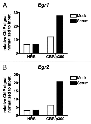 Figure 6 Serum responsive genes that do not require CBP/p300 for their expression still recruit CBP/p300. (A and B) qPCR of chromatin from control (normal rabbit serum, NRS) or anti-CBP/p300 ChIP of WT MEFs starved overnight in low serum (0.1%) medium and treated for 30 min with 10% serum or PBS (Mock). Primers designed near SREs in the indicated promoters. Relative ChIP signal normalized to signal from chromatin input. N = 1.