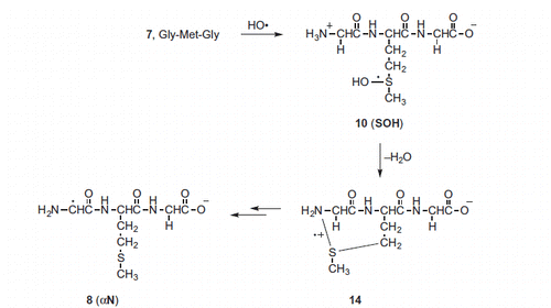 Scheme 3. Suggested mechanism for the formation of αN from the HO• radical adduct to the sulfur atom (SOH) (see Scheme S1 for details)).
