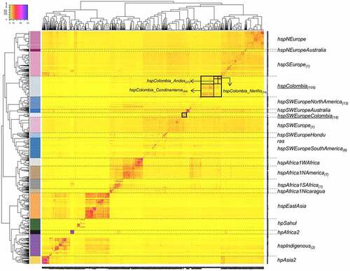Figure 1. Co – Ancestry matrix showing the population structure and genetic flow of the 1245 H. pylori strains analysed. the colour gradient in the heat map corresponds to the number of genomic fragments imported from a donor genome (column) to a recipient genome (row). The inferred tree is displayed at the top and left of the heat map, and H. pylori strain names are at the bottom and right. The allocation of the H. pylori population is provided in colours on the left side of the heat map and the names of each population group are located on the right; the subscripts indicate the number of Colombian strains identified in each population. The black boxes indicate the two subpopulations identified and the geographic subclusters identified within hspColombia.