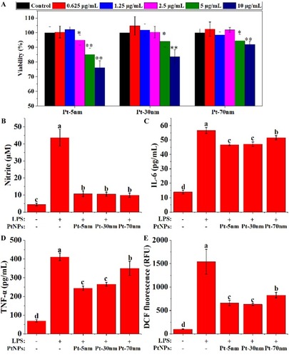 Figure 6 The anti-inflammatory effects of PtNPs in LPS-activated RAW264.7 cells: (A) cell viability (n = 6), with significance labeled by *P < 0.05 and **P < 0.01; production of (B) nitric oxide (n = 6), (C) interleukin-6 (IL-6) (n = 3), (D) tumor necrosis factor-α (TNF-α) (n = 3) and (E) dichlorodihydrofluorescein (DCF) fluorescence (n = 6), with significance labeled by different lower-case letters. Data were expressed as mean ± standard deviations, and were compared by one-way analysis of variance with Turkey’s honest significant difference test.