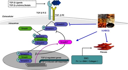 Figure 7 Proposed working model of XJXBCQ on the TGF-β1/Smad2 signaling pathway-mediated PF.