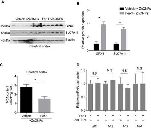 Figure 7 Fer-1 inhibited ZnONPs-induced ferroptotic cell death in mouse cerebral cortex. The animals were pre-treated with 10 mg/kg Fer-1 by intraperitoneal injection 30 min before ZnONPs administration (n= 6). The protein expressions of GPX4 and SCL7A11 were detected by Western blot. (A) Representative Western blot reflecting ferroptosis-related protein levels in mouse cerebral cortex tissues. (B) Relative protein expression of GPX4 and SLC7A11 obtained from at least three independent experiments. β-actin was served as loading control. (C) The MDA contents were measured by using commercial kits. (D) The mRNA expression of Mt1, Mt2, Mt3 and Mt4 were assessed by qPCR assay. Data were derived from at least three independent experiments and were reported as mean ± SD. *Denoted P< 0.05.