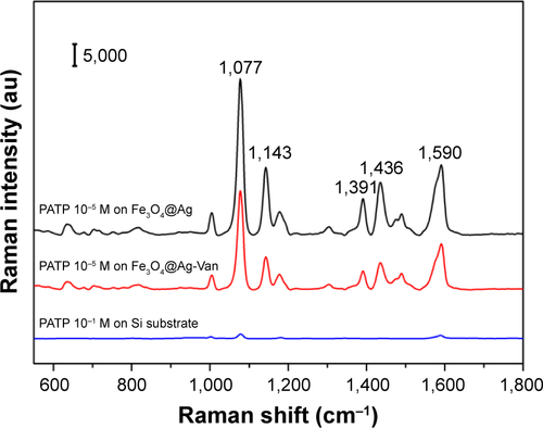 Figure S2 Raman spectra of 10−5 M PATP molecules absorbed on the Fe3O4@Ag MNPs (black), Fe3O4@Ag-Van MNPs (red), and 10−1 M PATP molecules absorbed on the Si substrate (blue).Abbreviations: MNPs, magnetic nanoparticles; PATP, p-aminothiophenol; Van, vancomycin.