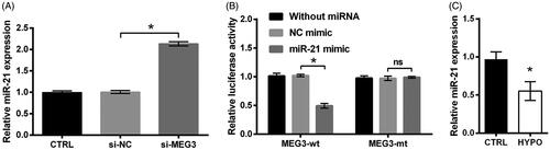 Figure 3. miR-21 is a target of MEG3. (A) The expression of miR-21 in PC12 cells following transfection with MEG3 siRNA (si-MEG3) or its non-targeting control (si-NC) and in cells transfected with nothing served as control (CTRL) was tested by qRT-PCR. (B) Relative luciferase activity of PC12 cells co-transfected with the reporter vectors (MEG3-wt or MEG3-mt) and miR-21 mimic/NC mimic and in cells transfected with reporter vectors alone served as control was tested by luciferase reporter assay. (C) The expression of miR-21 in PC12 cells following hypoxia and in cells incubated at normoxic condition served as control (CTRL) was tested by qRT-PCR. n = 3. ns, no significant; *p < .05 represents a comparison of marked groups.