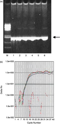 Figure 3.  Effect of human thyroglobulin on ordinary or real time quantitative PCR product (particularly taq DNA polymerase). (a) ordinary PCR. Lane 1 ∼ 6, UCSNP 19 is used as a primer ( ← ); M, size marker; 1: control: without addition of human thyroglobulin. 2 ∼ 6: addition of 10− 9∼10− 5 (ten-fold serially diluted) M of human thyroblobulin at the beginning of PCR. (b) real time quantitative PCR. The primer used was TaqMan Gene Expression Assay (ID: Hs00355773-ml). At the beginning of the real time PCR 10− 5 M (red line) or 10− 6 M (green line) and or 10− 7 M (blue line) of human thyroglobulin. Purple line: without addition of human thyroglobulin at the beginning of the PCR (positive control). Dotted red line under the threshold line (dark green): without addition of template DNA at the beginning of the PCR (negative control). Both positive and negative control experiments were successfully proceeded.