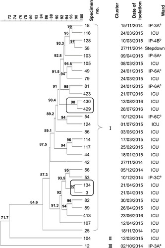 Figure 3 ERIC-PCR profiles of carbapenem-resistant K. pneumoniae harboring the blaOXA-48 gene A dendrogram was generated from the ERIC-PCR typing of 30 K. pneumoniae clinical isolates. The analysis was performed using BioNumerics fingerprint data software v7.62 and the unweighted pair group method with arithmetic means (UPGMA) clustering method and the dice similarity coefficient with 1% optimization and 1.5% position tolerance. The different clusters are designated by Roman numerals (I–III). The numbers written on the branches indicate the similarity percentage of the different isolates. On the right side of the dendrogram detailed results including the number of each isolate, clusters, date of isolation, and hospital wards. The alphabets indicate the type of the hospital wards; a: hematology ward, b: solid tumor ward c: surgery ward.