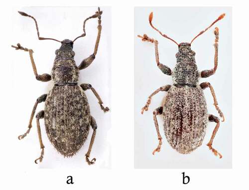 Figure 2. Habitus of (a) Chiloneus meridionalis from Palermo, Monte Pellegrino, and (b) C. hoffmanni from Malta, St. Thomas Bay