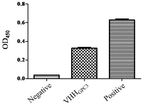 Figure 5 Determination of affinity of VHHGPC3 and antigen protein. The 96-well plates were coated with 2μg/mL antigen, incubated with 5μg/mL VHHGPC3. Skim milk was used as negative control. Commercial anti-human GPC3 mAb was used as positive control.