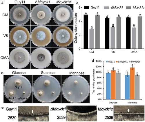 Figure 2. MoYck1 is involved in growth and sexual reproduction in M. oryzae. (a). Growth of Guy11, ΔMoyck1 and Moyck1c on CM, V8, and OMA plates. Mycelial plugs were inoculated on the above plates for 8 days before photography. (b). Diameters of colonies were measured and mean and standard deviation were presented calculated from data of three replicates. The same characteristic showed no significant differences (Duncan’s test, P < 0.01), and the error bars represent the standard deviation. (c). Utilization of different carbon sources. Mycelial plugs of Guy11, ΔMoyck1 and Moyck1c were inoculated on MM plates with glucose, sucrose, and mannose for 7 days before photography. (d). Relative growth ratios of Guy11, ΔMoyck1 and Moyck1c. The averages are calculated from measuring three replicates, representing relative ratios of growth on sucrose and mannose relative to that on glucose. The data is subject to Duncan’s test and a significant difference is shown in the figure (P < 0.05). (e). Sexual development. Crossing of Guy11 or ΔMoyck1 backcrossed with the opposite mating strain 2539 under constant fluorescent light at 20°C to induce sexual development. Arrows indicate the formation of perithecia at the junction of Guy11 and 2539.