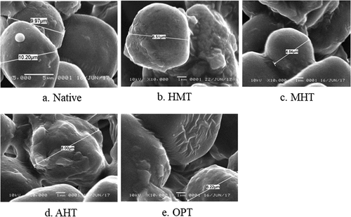 Figure 1. Granule morphology of native and various thermally modified starches at 10.000x magnification (HMT = heat-moisture treatment, MHT = microwave-heat treatment, AHT = autoclave-heat treatment, OPT = osmotic-pressure treatment).