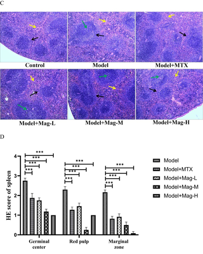 Figure 2 The effects of Mag on the histopathological changes in ankle joints and spleens in CIA mice. (A) Representative photomicrographs of HE-stained histological sections (magnification, ×100) of the ankle joints are shown. The histology sections of the ankle joints include the synovial hyperplasia (yellow arrow), pannus formation (green arrow), and infiltration of inflammatory cells (blue arrow), as well as bone erosion (black arrow). (B) Histopathological scores of ankle joints in each group (n = 15). (C) Representative photomicrographs of HE-stained histological sections (magnification, ×100) of the spleen are shown. The histology section of the spleen include the germinal center (green arrow), red pulp (yellow arrow), and marginal zone (black arrow). (D) Histopathological scores of spleens in each group (n = 15). *p<0.05, **p<0.01, ***p<0.001 (one-way ANOVA with Tukey’s post hoc test).