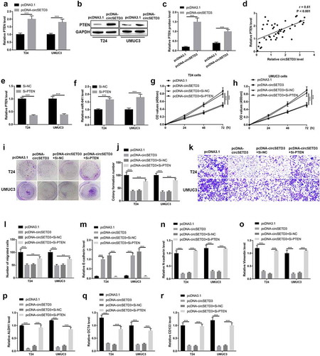 Figure 7. CircSETD3 suppresses bladder cancer cell growth, migration, stemness through regulating miR-641/PTEN axis