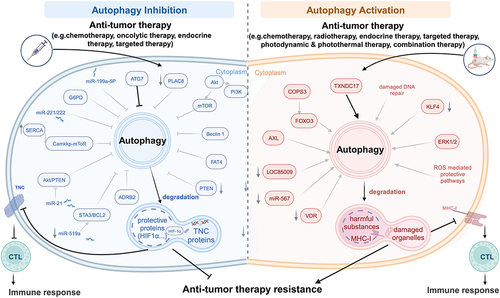 Figure 2 The different role of autophagy in tumor drug resistance.