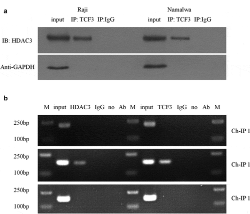 Figure 5. The relationship between TCF3, HDAC3 and miR-101