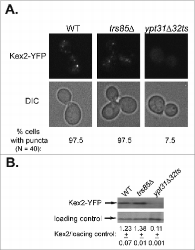 Figure 1. Endosome-to-Golgi transport of Kex2 requires Ypt31/32, but not Trs85. (A) Deletion of TRS85 does not affect the punctate distribution of the Golgi protein Kex2-YFP. Kex2 was tagged with YFP at its C-terminus in wild type, trs85Δ, and ypt31Δ/ypt32ts mutant cells. The intra-cellular distribution of Kex2-YFP was determined by live-cell microscopy. Shown from top to bottom: YFP, DIC, and% cells with puncta (N, number of cells visualized for each strain). In trs85Δ mutant cells, like in wild type cells, Kex2-YFP shows punctate distribution. As previously shown,Citation18 in ypt31Δ/32ts mutant cells, which are defective in endosome-to-Golgi transport, Kex2-YFP is diffuse. (B) Deletion of TRS85 does not affect the level of Kex2-YFP. The level of Kex2-YFP protein in cells from panel A was determined using immuno-blot analysis and anti-GFP antibodies. From top to bottom: Kex2-YFP, loading control (G6PDH), and ratio of Kex2-YFP/loading control (+/−, STD). The level of Kex2-YFP in trs85Δ mutant cells is similar to that of the wild type, whereas it is lower in ypt31/32ts mutant cells, as previously shown.Citation18 Results shown in this figure represent 2 independent experiments.