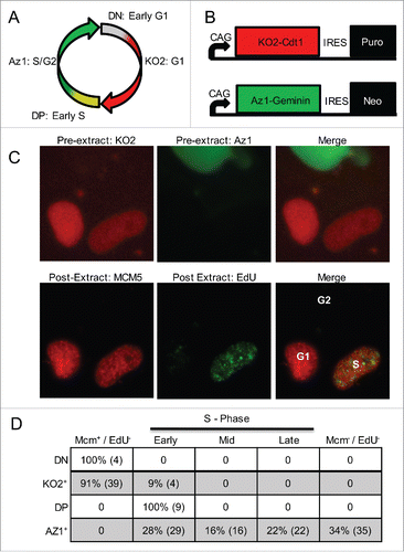 Figure 1. Single-cell evaluation of Fucci in hPSCs. (A) Diagram of Fucci reporters' anticipated expression patterns during the cell cycle. (B) Diagram of adapted Fucci reporters driven by the PSC-expressed CAG promoter and linked with selectable markers through an internal ribosome entry site (IRES). (C) Fluorescent microscopy images directly comparing Fucci reporters (pre-extract, top panels) to cell cycle specific markers MCM5 and EdU (post-extract, lower panels) within the same cells. Fucci expressing hPSCs were pulse labeled with EdU prior to imaging. One KO2+ cell is EdU+ indicating this cell initiated replication before degradation of KO2. (D) Table comparing Fucci expressing hPSCs (Fucci expression reported on rows, DN = double negative, DP = double positive) to cell cycle position based on the presence/absence of EdU and extraction-resistant MCM5 (columns).
