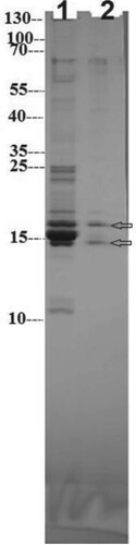 Figure 3. SDS-PAGE of C-PC crude extract (Lane 1) and purified C-PC (Lane 2). PageRuler marker protein ladder (10–250 kDa) was used for identifying the molecular weight of C-PC.