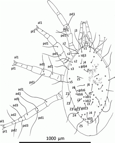 Figure 1  Mumulaelaps ammochostos sp. n. Female. Dorsal shield setae; legs show location of macrosetae with other setae removed except al1 and pl1 as spines. Idiosomal setal names follow Lindquist & Evans (Citation1965) and leg setal names follow Evans (Citation1963).