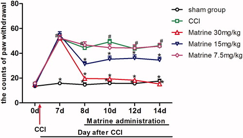 Figure 5. Effects of matrine on thermal allodynia in the cold-plate test. Fifteen minutes after administration of matrine (7.5, 15 and 30 mg/kg), the numbers of paw lifting from the cold plate were measured at different time intervals (days 8, 10, 12, 14). Data were obtained seven days after surgery, and the mean ± SEM is shown, n = 10 per group. #p < 0.05 compared with the sham-operated group and *p < 0.05 versus the CCI group.