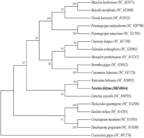 Figure 1. Maximum likelihood tree based on mitochondrial genome nucleotide sequences of the Neverita didyma (MK548644) and the other 17 species of Mollusca under the mutation model of GTR + I+G. Genbank accession numbers of the sequences were used for the tree as follows: Naticarius hebraeus (NC_028002.1), Charonia lampas (NC_037188.1), Baicalia turriformis (NC_035869.1), Maackia herderiana (NC_035871.1), Conomurex luhuanus (NC_035726.1), Galeodea echinophora (NC_028003.1), Ceraesignum maximum (NC_014583.1), Potamopyrgus estuarinus (NC_021595.1), Potamopyrgus antipodarum (NC_020790.1), Littorina saxatilis (NC_030595.1), Strombus gigas (NC_024932.1), Thylacodes squamigerus (NC_014588.1), Eualetes tulipa (NC_014585.1), Dendropoma gregarium (NC_014580.1), Tricula hortensis (NC_013833.1), Monoplex parthenopeus (NC_013247.1), Crassostrea gigas (NC_001276.1).