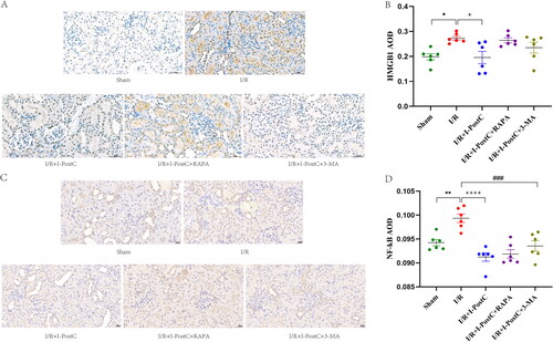 Figure 5. Representative immunohistochemistry images and statistical analysis of HMGB1 (A, B) and NF‑κB p65 (C, D) expression levels in rat kidney tissues. Data are presented as the mean ± SD, N = 6/group. **p<.01, *p<.05, I/R vs. sham; ++++p<.0001, +p<.05, I/R + I-PostC vs. I/R; ###p<.001, I/R + I-PostC + 3-MA vs. I/R. Scale bar = 20 μm. AOD: average optical density.