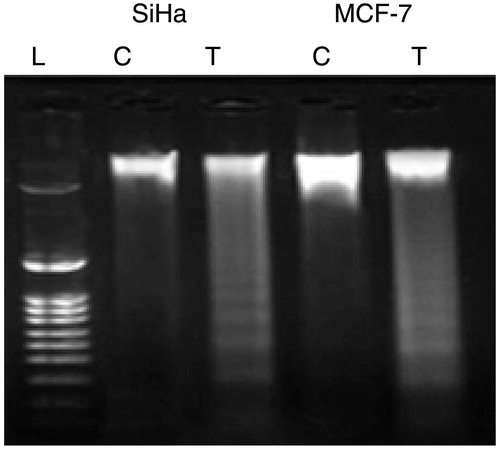 Figure 6. Fragmentation of genomic DNA in parthenolide-treated SiHa and MCF-7 cells. T, test; C, control.