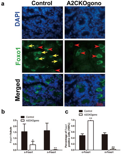 Figure 5. Sub-cellular localization of Foxo1 in A2CKOgono and controls to indicate transition from gonocytes to SSC. (a) Paraffin-embedded testis sections from A2CKOgono and control at pnd 4.5 were stained with anti-Foxo1 antibody. Bar indicates 50 μm. Red arrowheads indicate the cytoplasmic Foxo1-positive cells; yellow arrows indicate nuclear Foxo1-positive cells. (b) Quantitative analysis of nuclear versus cytoplasmic Foxo1-positive cells per tubule and (c) the percentage of nuclear versus cytoplasmic Foxo1-positive cells in A2CKOgono (n = 158 tubules from three mice) and controls (n = 186 tubules from three mice. Data represent Mean ± SEM. *P < 0.05, **P < 0.001.