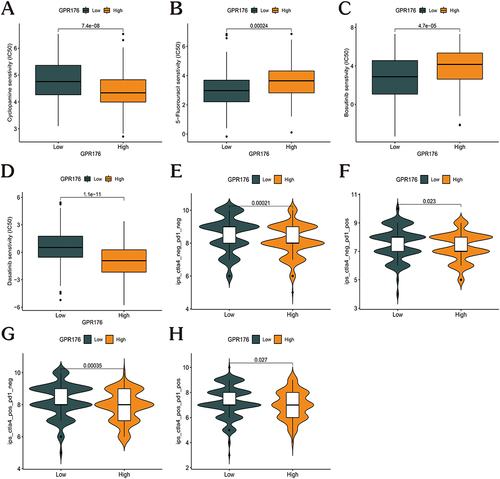 Figure 9 Expression of GPR176 in GC and evaluation of clinical treatment. (A–D) Differences in drug treatment sensitivity of Ciprofloxacin (A), 5-fluorouracil (B), Bosutinib (C), and Dasatinib (D) between the high and low GPR176 groups. (E–H) The link of IPS with the GPR176 expression in individuals with GC based on the TCIA database; CTLA4- PD1- (E), CTLA4- PD1+ (F), CTLA4+ PD1- (G), CTLA4+PD1+ (H).