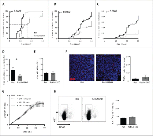 Figure 2. IL4I1 favors melanoma progression and metastasis formation with no direct effect on tumor cell proliferation and angiogenesis. (A–E) Melanoma progression in Ret (black line, n = 28) or RetIL4I1KO (gray line, n = 32) mice was evaluated once a week over a 3-mo period. Time courses of primary tumor (A), facial (B) or dorsal (C) metastasis onset. Frequency of 3-mo old mice with distant metastasis (D) or vitiligo (E) are shown. Mantel-Cox test (A–C). (F) Illustration and quantification of the CD34 vessel staining in primary tumors of 3-mo old Ret or RetIL4I1KO mice. Scale bar, 100 µm. (G) Growth comparison of B16-F10 cells seeded in E-plates wells with or without recombinant IL4I1. (H) Proportion of KI67+ cells among CD45− cells within the primary tumors of 3-mo old Ret and RetIL4I1KO mice. Data were pooled from at least three experiments. *p < 0.05.