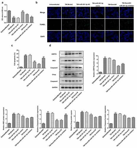 Figure 8. Effects of miR-381-3p mimic or inhibitor on cell proliferation and apoptosis following TM induction. (a) Results of Cell Counting Kit-8 assay. (b and c) Evaluation of apoptosis through TUNEL assay. (d) Detection of ERS-related proteins levels through western blot analysis. TM, tunicamycin; ERS, endoplasmic reticulum stress; miR, microRNA. ***P < 0.001 Vs Control, ### P < 0.001 Vs TM+miR-381-3p NC, <0.05, $$$P < 0.001 Vs TM+Dend-M