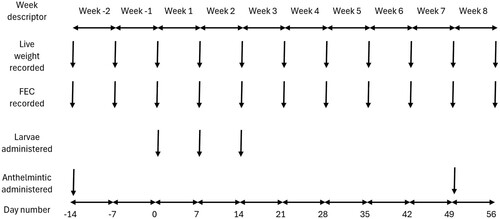 Figure 1. Timeline of the experimental protocol used to investigate the association between infection with gastrointestinal parasites and animal behaviour measured as minutes per day spent eating, ruminating, and at different levels of activity in dairy heifer calves under pastoral grazing management in New Zealand.