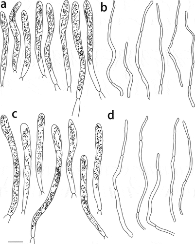 Figure 6. Russula paragraveolens (HMAS281158, holotype), pileipellis. (a) Pileocystidia near the pileus centre. (b) Hyphal terminations near the pileus centre. (c) Pileocystidia near the pileus margin. (d) Hyphal terminations near the pileus margin. Cystidial contents as observed in Congo red. Scale bar = 10 μm.