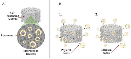 Figure 7. Types of liposome and calcium phosphate scaffold composites: (A) liposomes embedded in the matrix of calcium phosphate scaffold; (B1) physically bounded liposomes to the surface of the calcium phosphate material and (B2) chemically bounded liposomes to the surface of the calcium phosphate material. The image is created with BioRender.com.