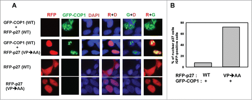 Figure 5. COP1 interacts with p27 to mediate nuclear export. (A) The Flag-p27 (VPAA) mutant nuclear staining is not diminished in the presence of COP1. 293T cells were co-transfected with either wild-type (wt) or VPAA mutant RFP-p27 and GFP-COP1 and stained with DAPI. (B) Percentages of nuclear p27 signals among GFP-COP1-positive cells in A are shown.