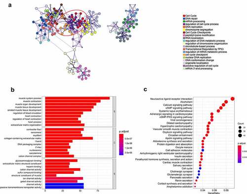 Figure 4. OTX1 promoted cell cycle progression of BC cells. (a). GO analysis showed that OTX1 co-expressed genes were enriched in cell cycle. (b-c). KEGG and Reactome analysis showed that cell cycle-related pathways were significantly associated with OTX1 gene in bladder cancer