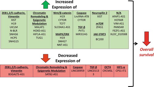 Figure 2. Differential expression of lncRNAs associated with worse overall survival.