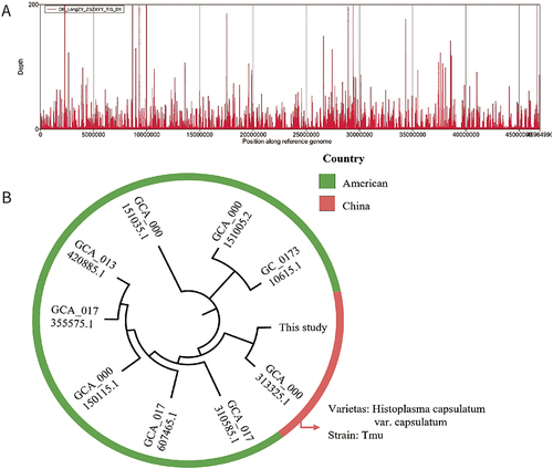 Figure 3 Diagnosis of H. capsulatum infection through metagenomic Next-Generation Sequencing (mNGS). (A) Coverage depth map of the Sample mapped to H. capsulatum GCA_000313325.1 genome. (B) Phylogenetic tree results of Histoplasma capsulatum var. capsulatum.