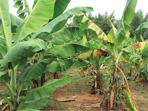 Fig. 1 (Colour online) Comparison of disease response of ‘Brazil’ and ‘Formosana’ banana. (Left) ‘Formosana’ banana; (right): ‘Brazil’ banana.