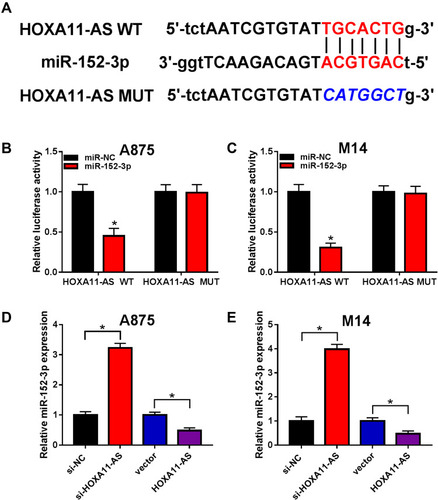 Figure 3 HOXA11-AS directly targeted miR-152-3p and modulated miR-152-3p expression. (A) The binding sites of HOXA11-AS with miR-152-3p were predicted by Starbase 2.0. (B and C) Dual-luciferase reporter assay was used for the detection of luciferase activity of transfected A875 and M14 cells. (D and E) The expression of miR-152-3p was determined by qRT-PCR after transfection with si-HOXA11-AS, HOXA11-AS or relative controls. *P< 0.05.