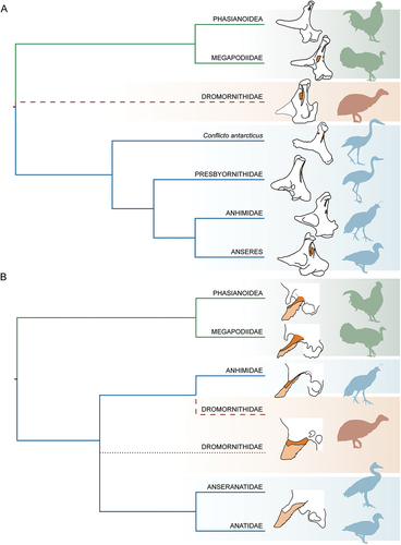 Figure 14. Two select morphological features which show variation across Galloanserae, and, in isolation as single character studies, indicate different phylogenetic hypotheses for the evolutionary placement of the Dromornithidae: A. the presence of either the rostromedial or caudomedial foramen (dark orange) in relation to the crista medialis (light orange) on the quadrate, in medial view; B. the relationship between the aponeurosis zygomatica and processus postorbitalis, in addition to the presence of an ossified portion (dark orange) of the aponeurosis zygomatica (light orange). Dotted and dashed branches in B. illustrate alternative hypotheses discussed in text; the unresolved position illustrated by the dotted line denotes the uncertainty of the order of divergence between the anhimids and dromornithids. Positions of Conflicto antarcticus and the Presbyornithidae are based on Tambussi et al. (Citation2019: fig. 14) and Houde et al. (Citation2023: fig. 9B). Nodes do not correlate with time. Not all families within Galloanserae are displayed. Morphologies drawn from photos and figures in literature: A.: Anseres – Anseranas semipalmata (see Elzanowski and Stidham Citation2010: fig. 5C), Anhimidae – Anhima cornuta (see Elzanowski and Stidham Citation2010: fig. 8B), Presbyornithidae – (see Elzanowski and Stidham Citation2010: fig. 5B), Conflicto antarcticus – (Tambussi et al. Citation2019: fig. 6A), Dromornithidae – Genyornis newtoni (NMV P256893), Megapodiidae – Megapodius freycinet (see Elzanowski and Stidham Citation2010: fig. 5A), Phasianidae – Gallus gallus (FUR 119); B.: Anseres – Sarkidiornis melanotos (see Zusi and Livezey Citation2000: figs. 6D, 7D), Dromornithidae – Genyornis newtoni (SAMA P59516), Anhimidae – Chauna torquata (see Zusi and Livezey Citation2000: figs. 6C, 7B), Megapodiidae – Alectura lathami (SAMA B2439), Phasianidae – Meleagris gallopavo (see Zusi and Livezey Citation2000: fig. 4 G). Silhouettes (designed by PLM) are illustrative representations of species in the same family or appropriate clade, as indicated. Images are not to scale.