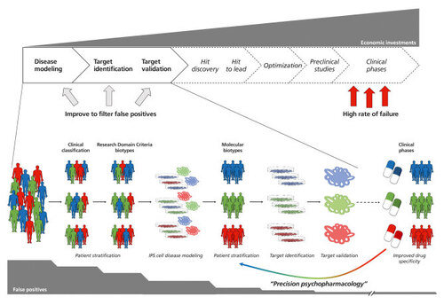 Figure 1. An improved approach for drug discovery including cellular iPS cell-based 2D models and cerebral organoids. The implementation of iPS cell-derived 2D and 3D culture systems could improve several aspects of the drug discovery pipeline in psychopharmacology. Based on prestratified patient cohorts (either by clinical manifestation or by research domain criteria), iPS cell-based disease models should help to further stratify patients according to molecular alterations referred to as  “molecular biotypes.“ Starting from those molecular biotypes, iPS cell-based target identification using 2-dimensional cultures followed by target validation applying cerebral organoids should minimize false positives processed via the drug discovery pipeline. Finally, the improved drug specificity could feed back into the advanced patient stratification eventually leading  to better medical treatment specific to the molecular biotypes.