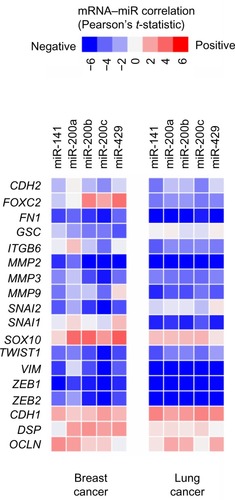 Figure 2 In both human breast cancer and lung cancer, lower expression of miR-200 family members is correlated with EMT marker expression.Notes: Matrix of expression correlations between individual miR-200 family members and canonical genes encoding EMT markers (the list from Lee et al,Citation4 plus ZEB1 and ZEB2). Red indicates a positive correlation between microRNA and mRNA; blue indicates a negative correlation. Data are from The Cancer Genome Atlas (n = 503 human breast cancers and n = 159 human lung squamous cancers).Citation52,Citation53Abbreviations: mRNA, messenger ribonucleic acid; EMT, epithelial–mesenchymal transition.